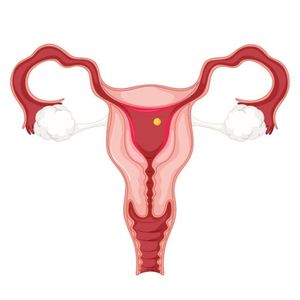 anatomy-of-a-uterus