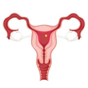 anatomy-of-a-uterus anatomy-of-a-uterus