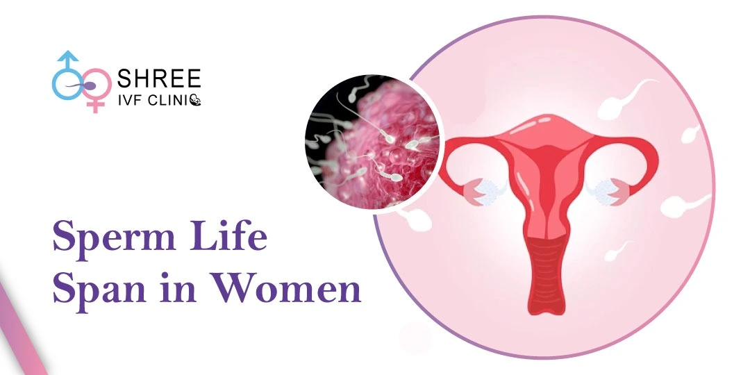 How Long Can Sperm Live Inside the Female Body?
